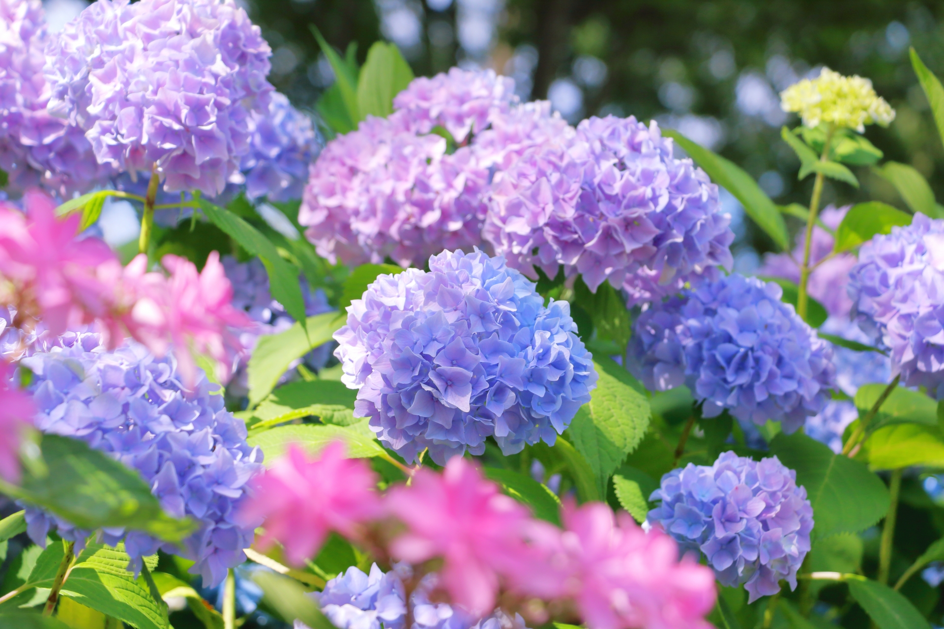 相続家族会議②共有者の所在が不明のケース